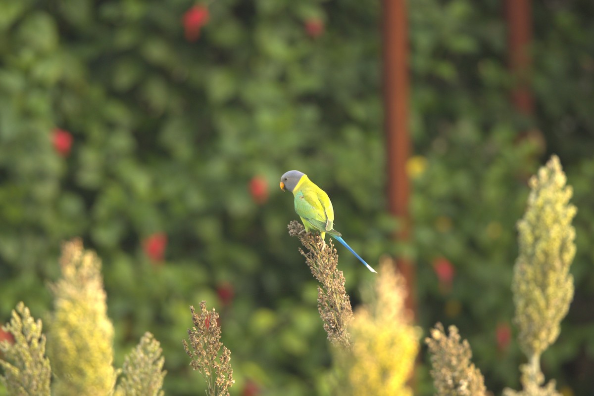 コセイインコ - ML645806550