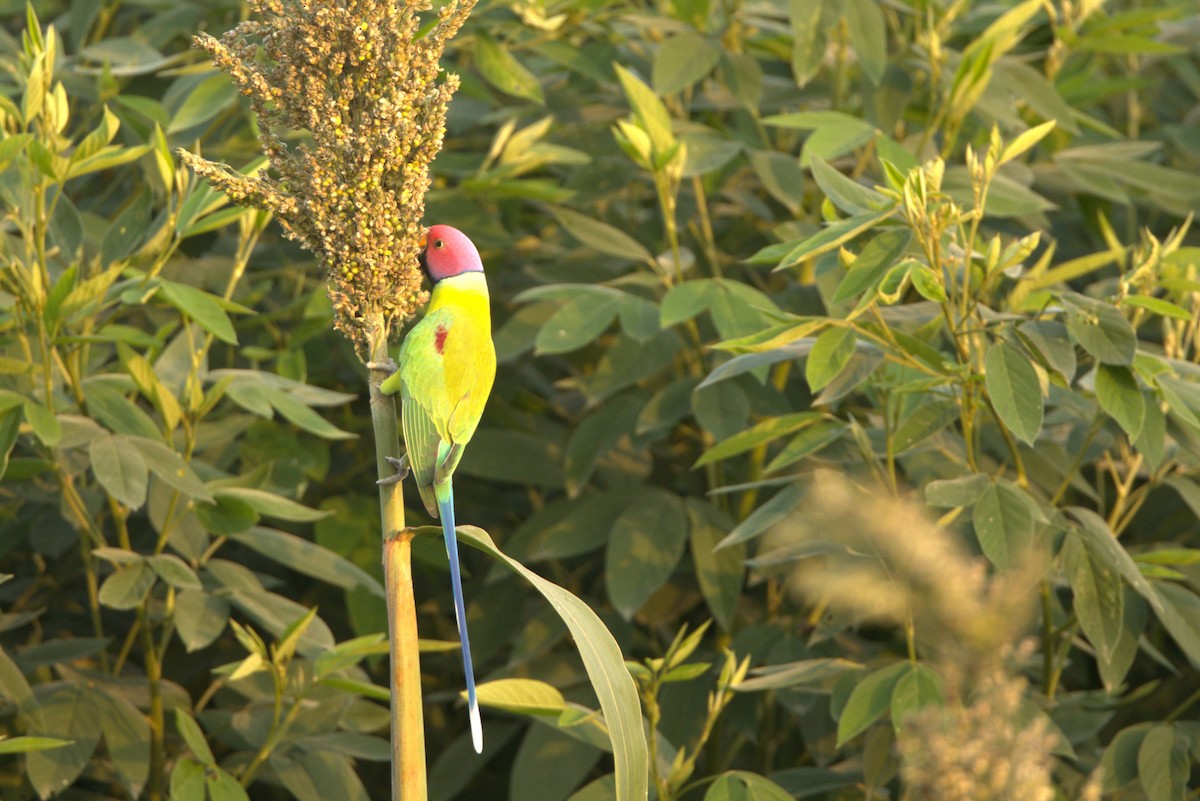 コセイインコ - ML645806551