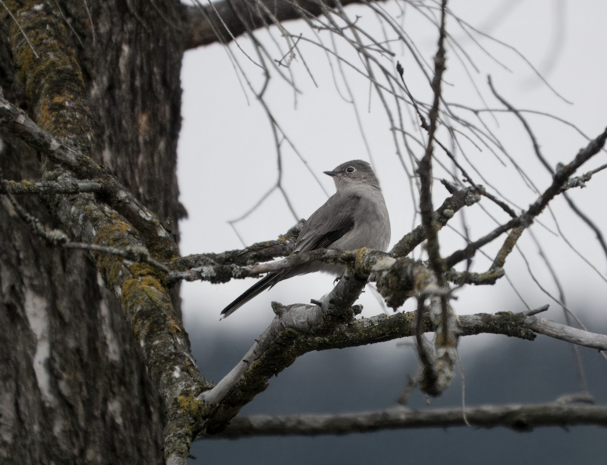 Townsend's Solitaire - ML645806554