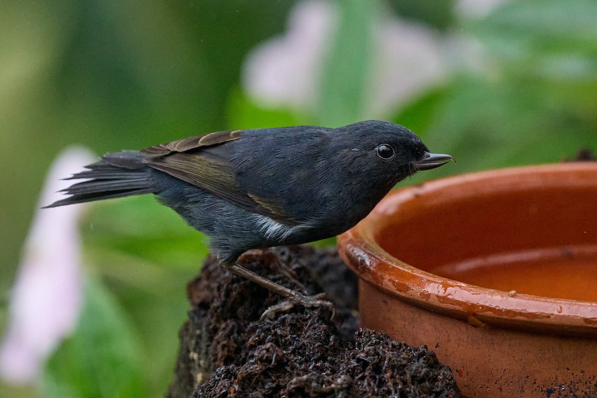 White-sided Flowerpiercer - ML645806557