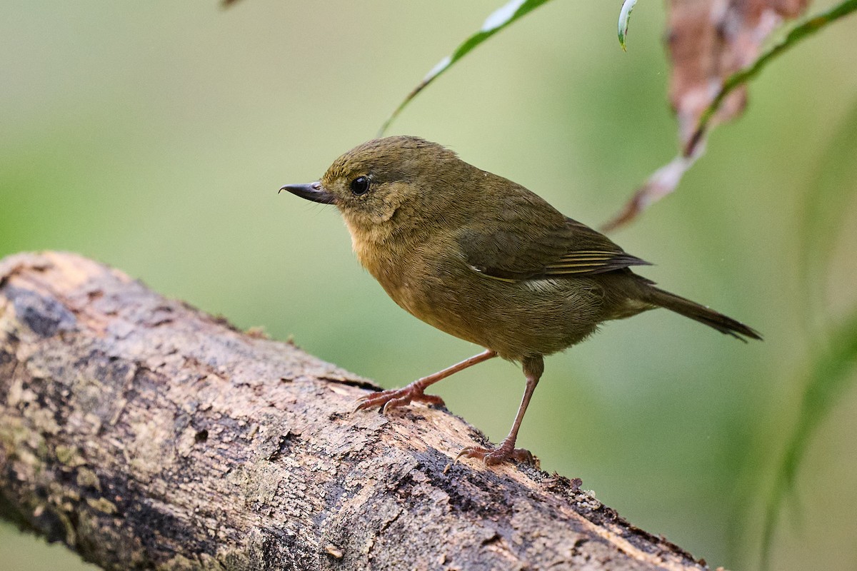 White-sided Flowerpiercer - ML645806558