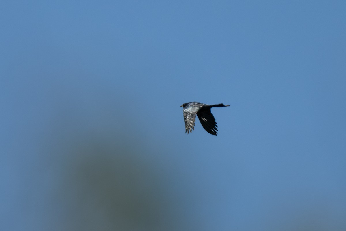 Great-tailed Grackle - ML645806570