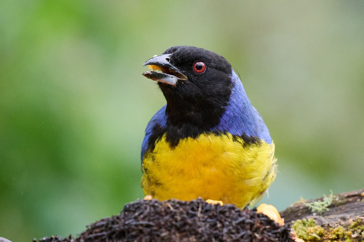Hooded Mountain Tanager - ML645806571