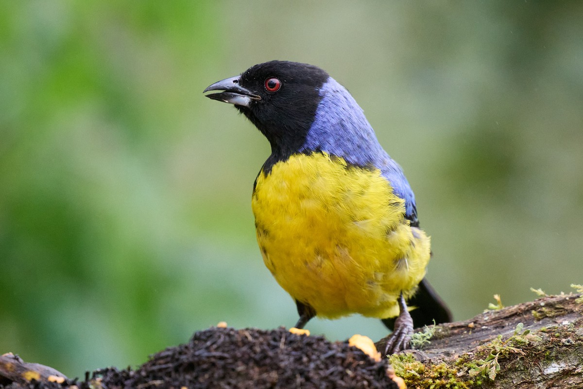 Hooded Mountain Tanager - ML645806572