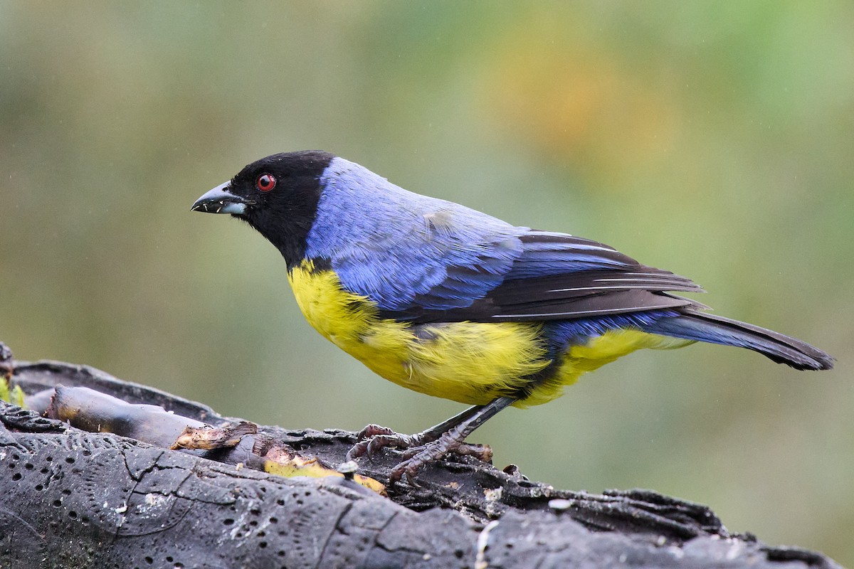 Hooded Mountain Tanager - ML645806573
