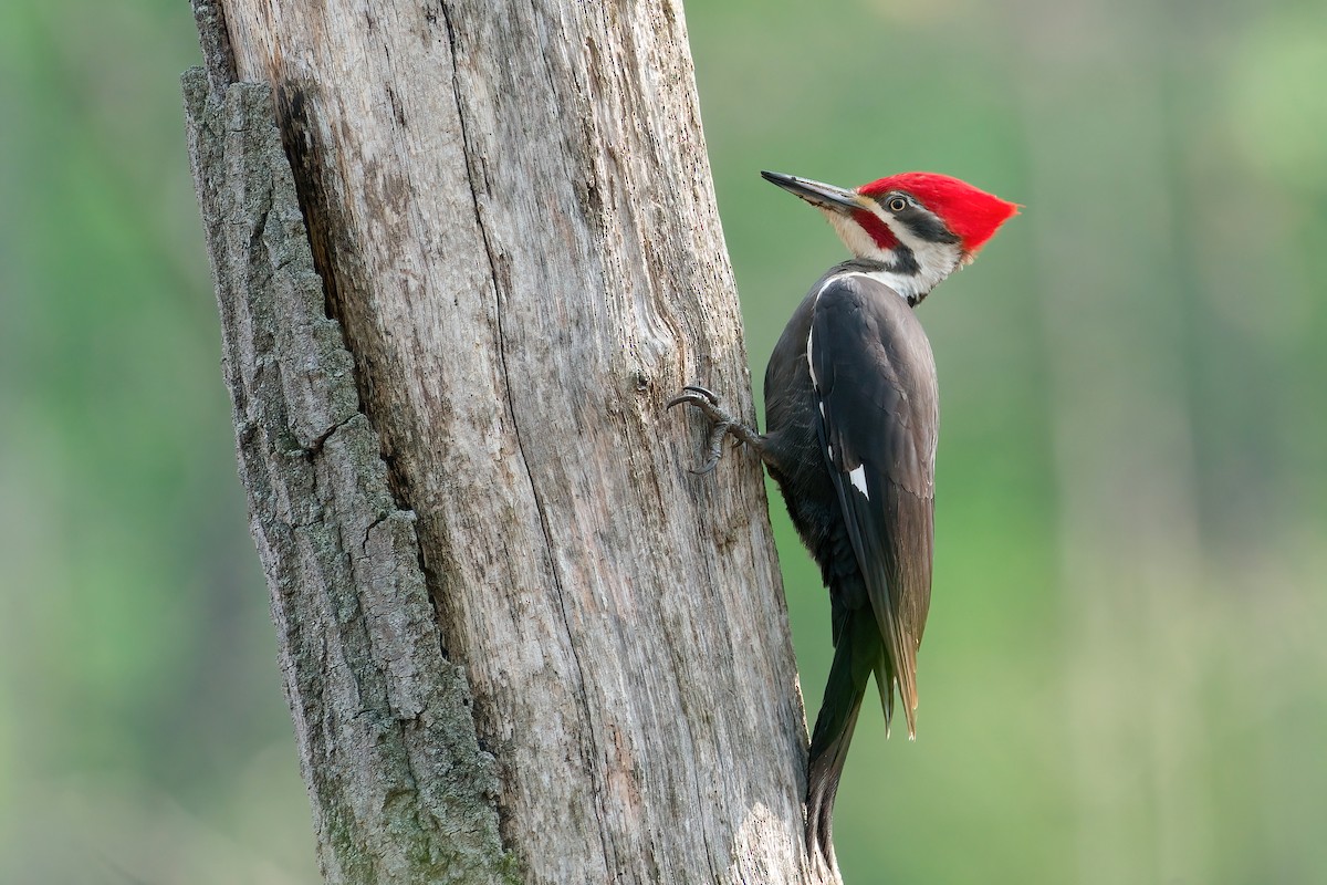 Pileated Woodpecker - ML645806574