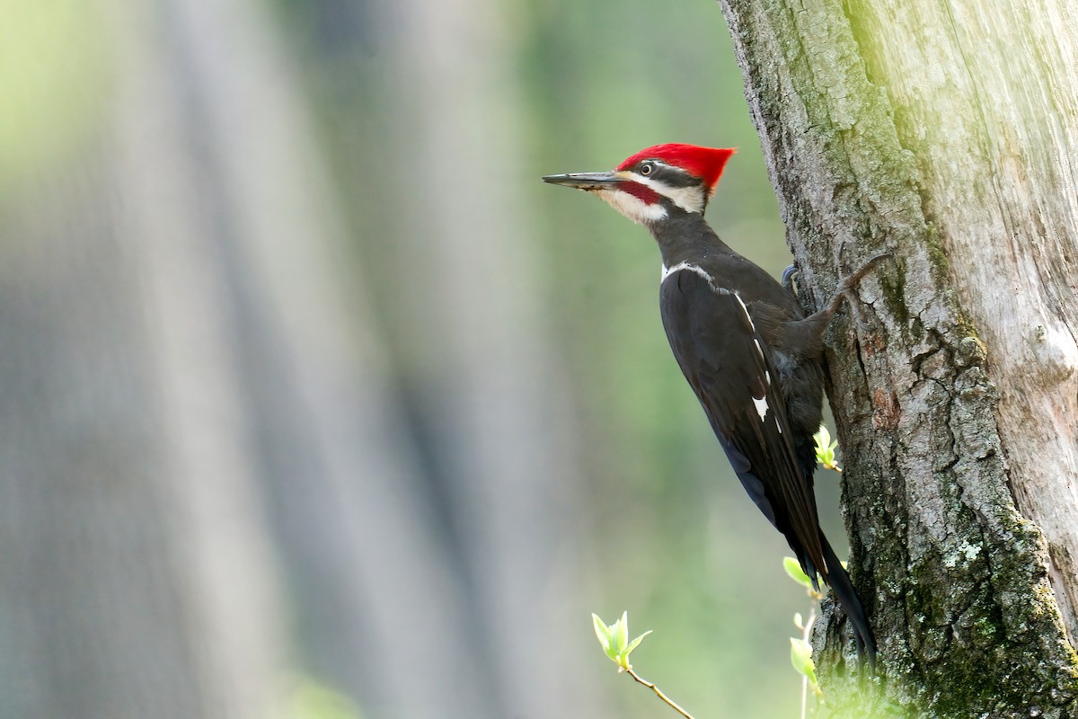 Pileated Woodpecker - ML645806575