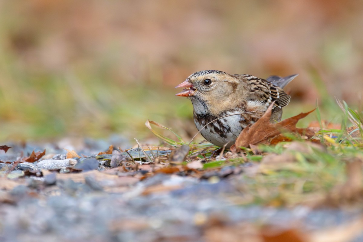 Harris's Sparrow - ML645806576
