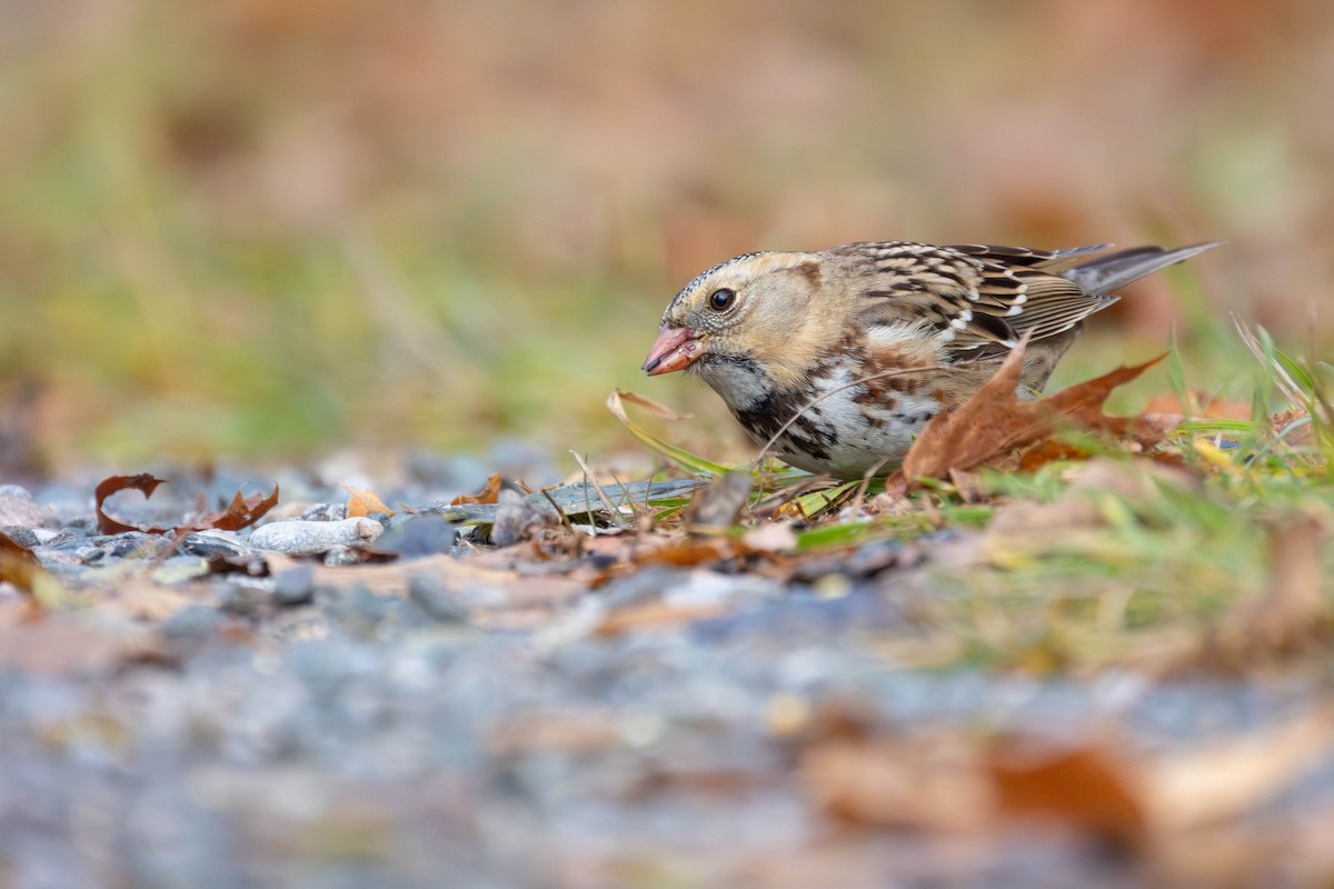 Harris's Sparrow - ML645806577