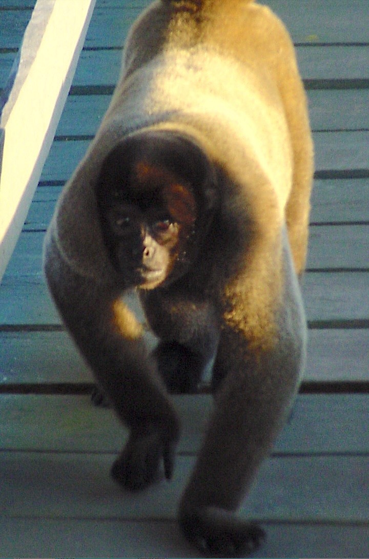 Common Woolly Monkey - ML645806578