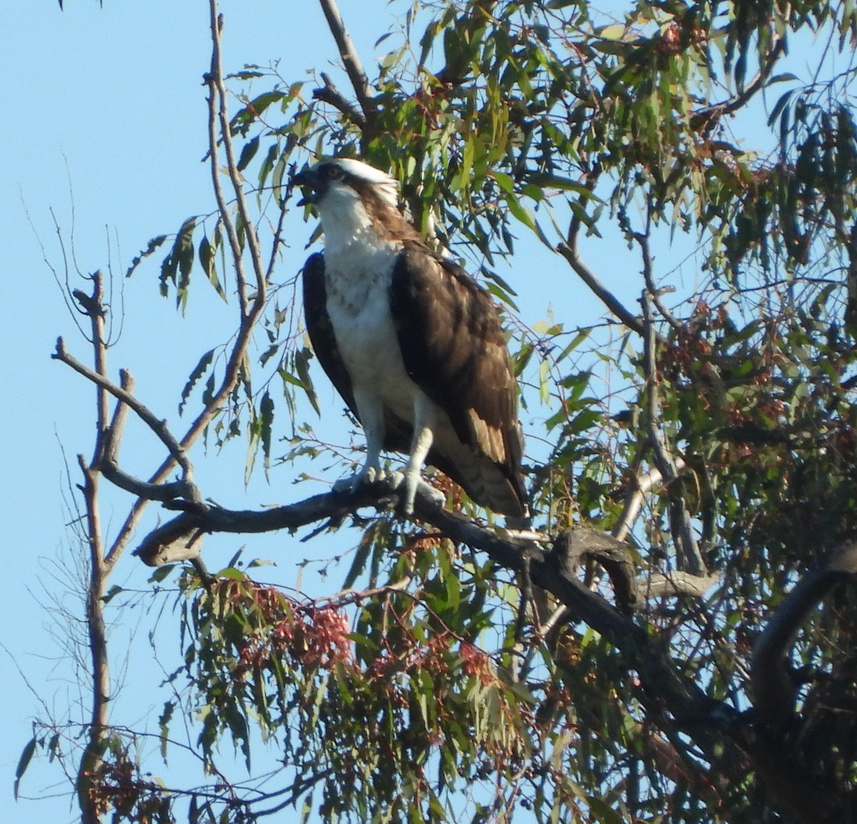 魚鷹 - ML645806579