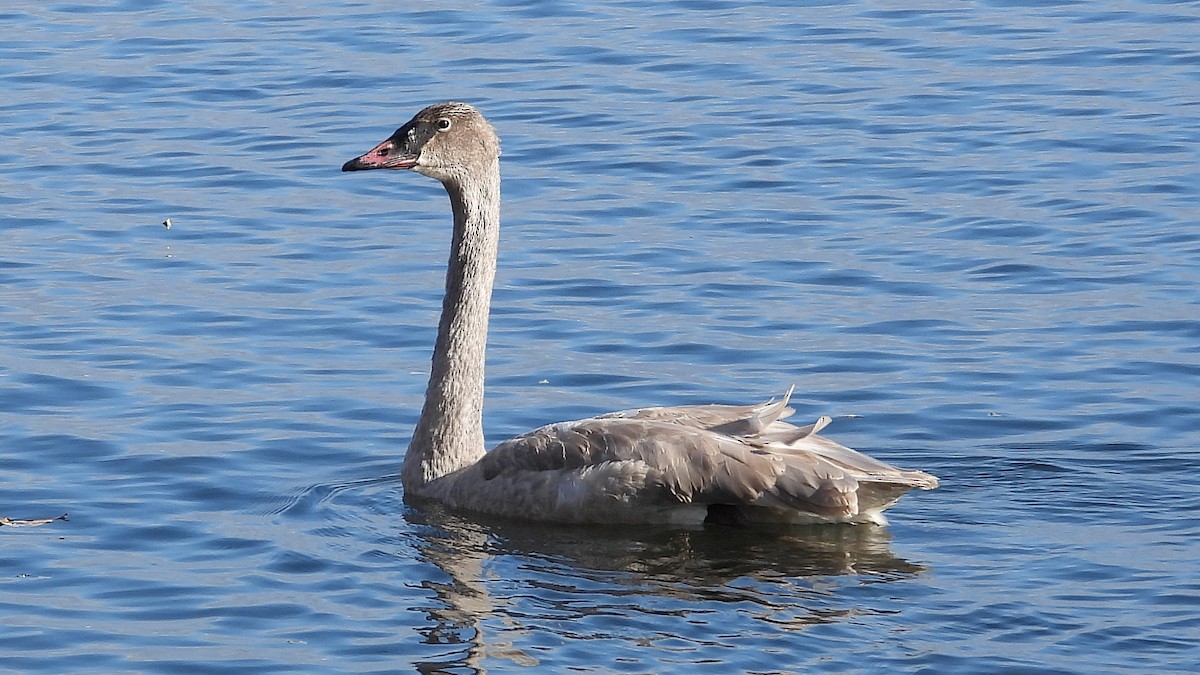 小天鵝 - ML645806580