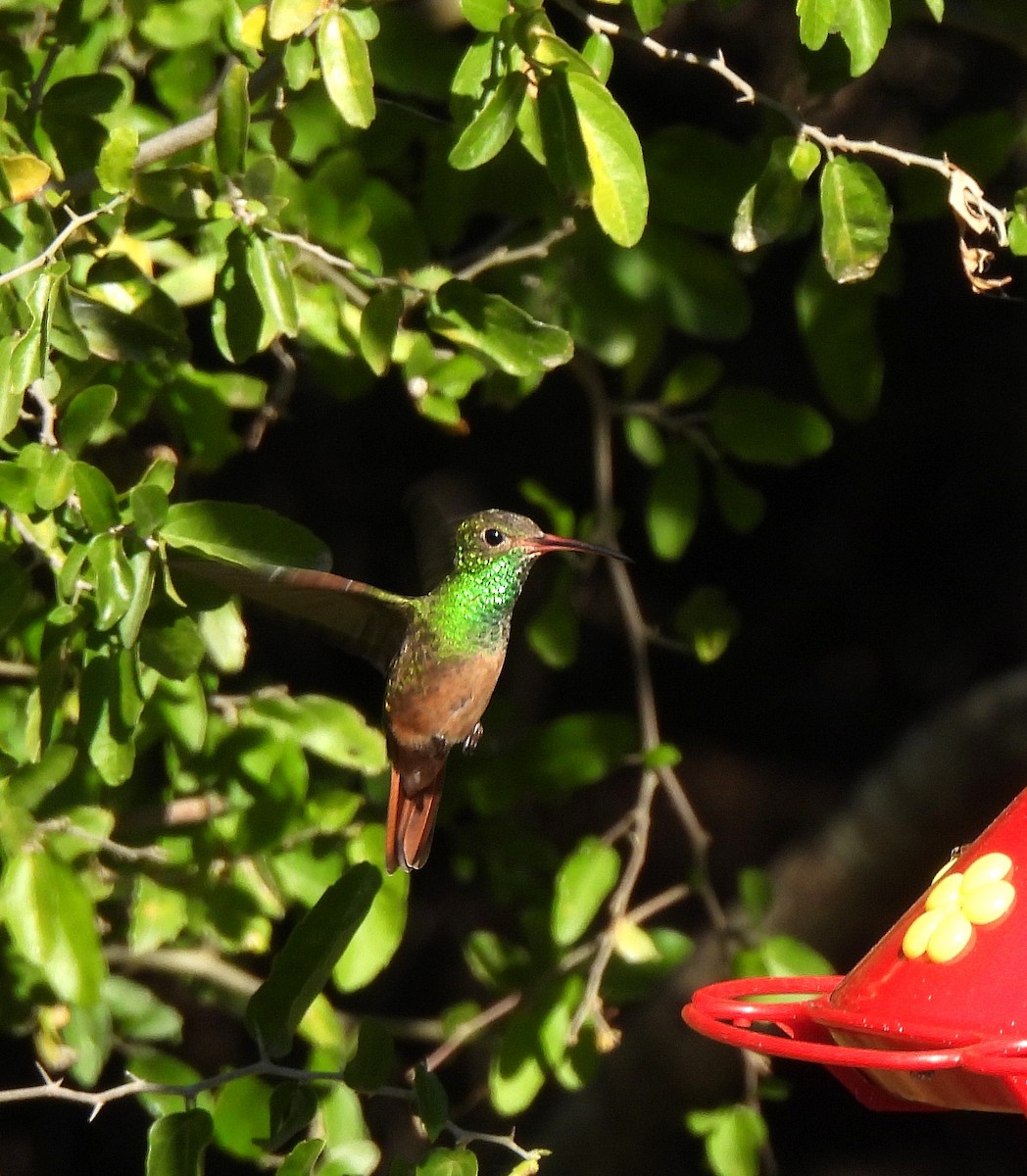 Buff-bellied Hummingbird - ML645806581