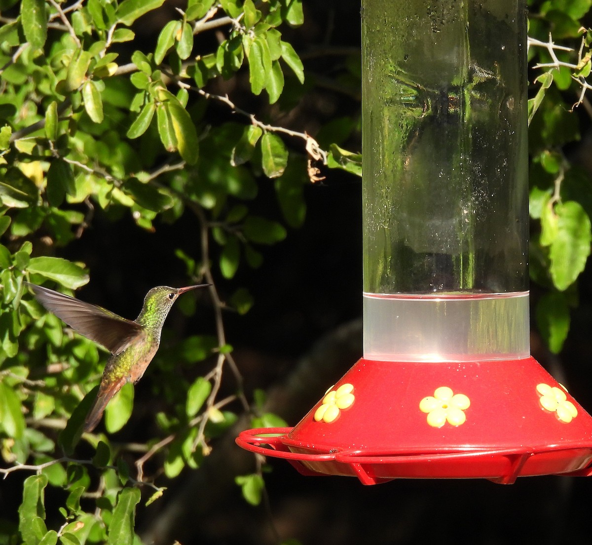 Buff-bellied Hummingbird - ML645806582