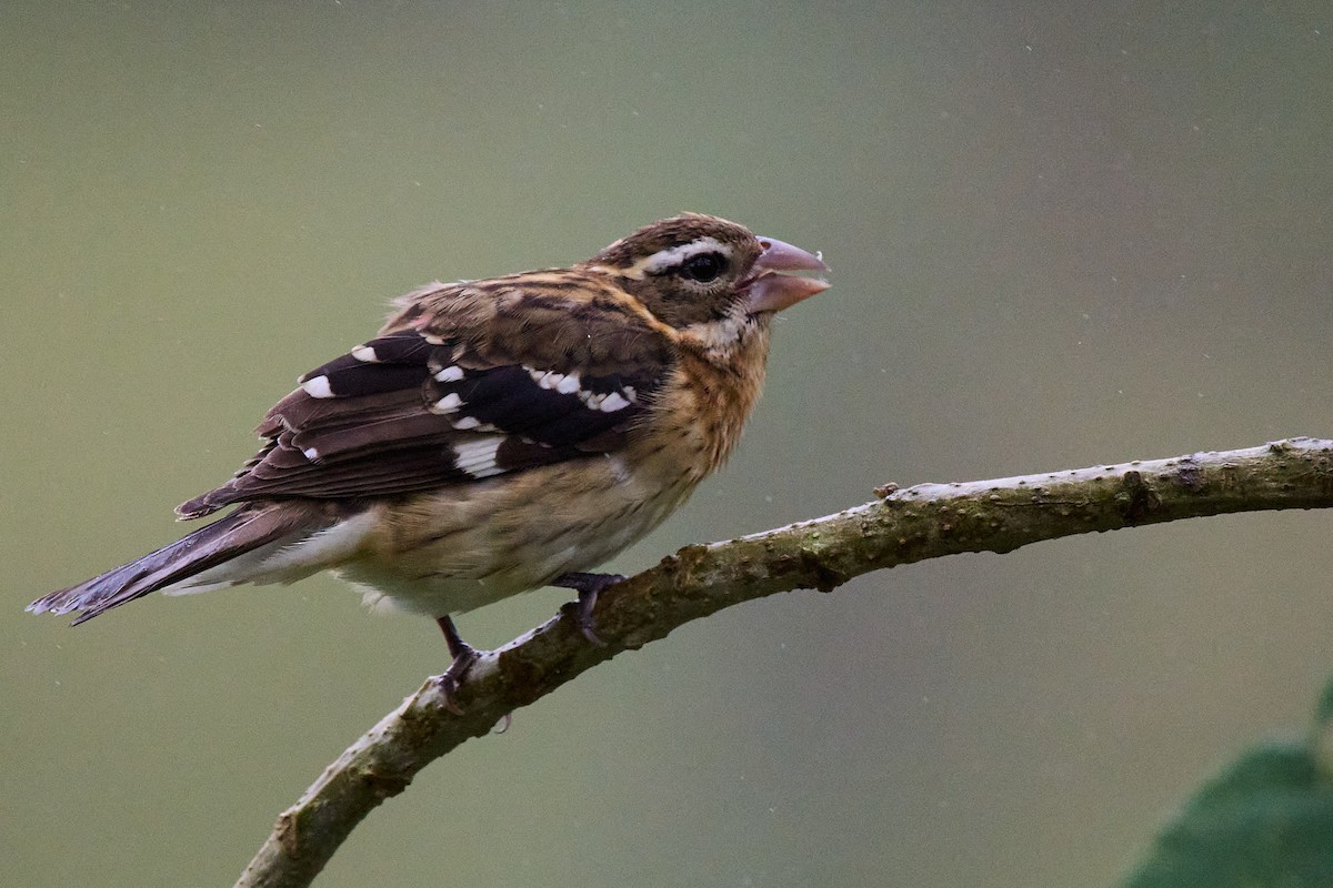Rose-breasted Grosbeak - ML645806586