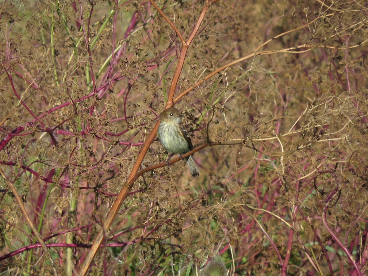 Bran-colored Flycatcher - ML645806587