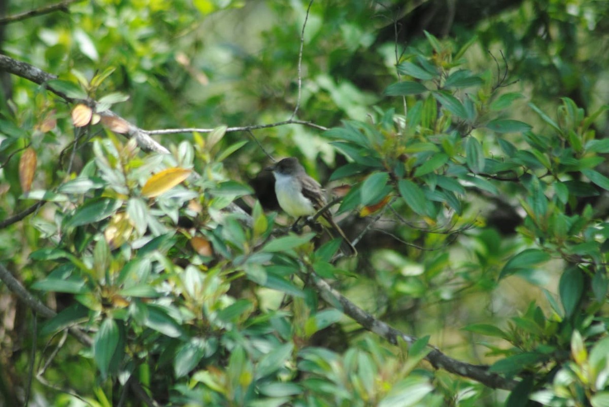 Swainson's Flycatcher - ML645806588