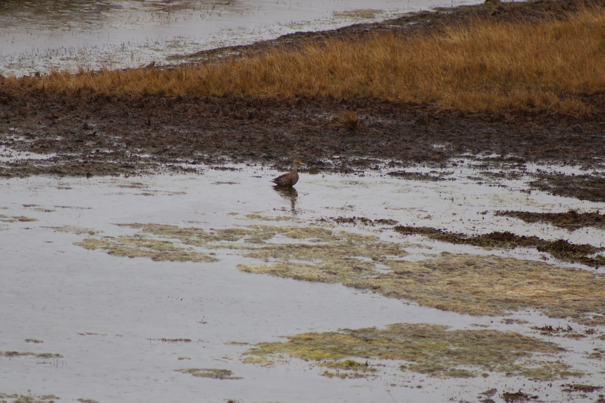 Yellow-billed Pintail - ML645806590