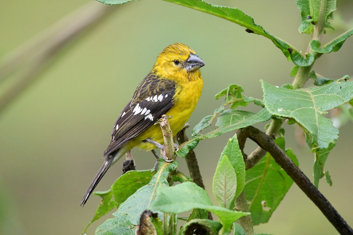 Golden Grosbeak - ML645806591