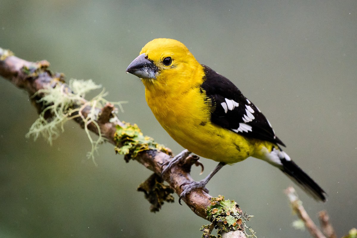 Golden Grosbeak - ML645806592