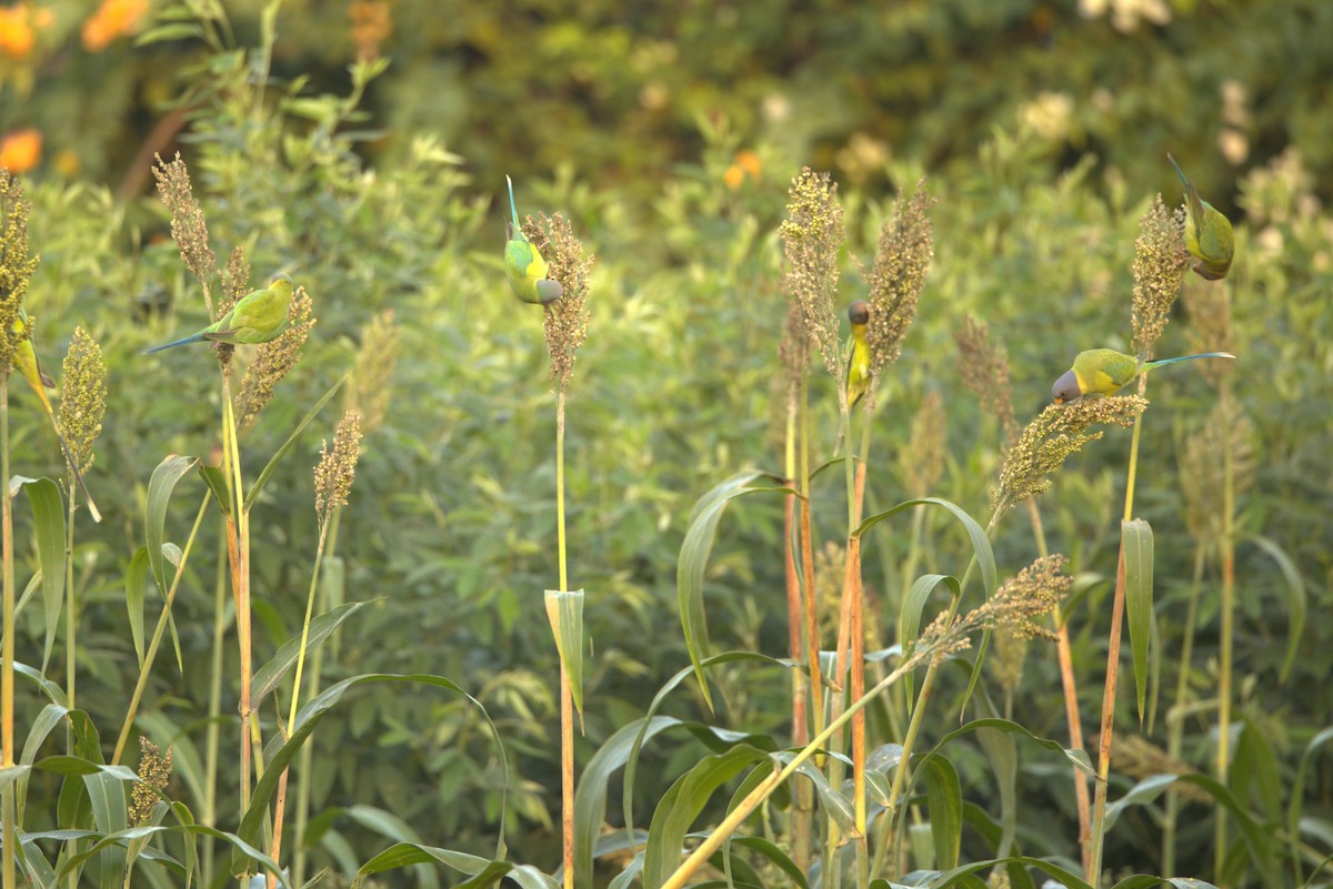 Plum-headed Parakeet - ML645806593