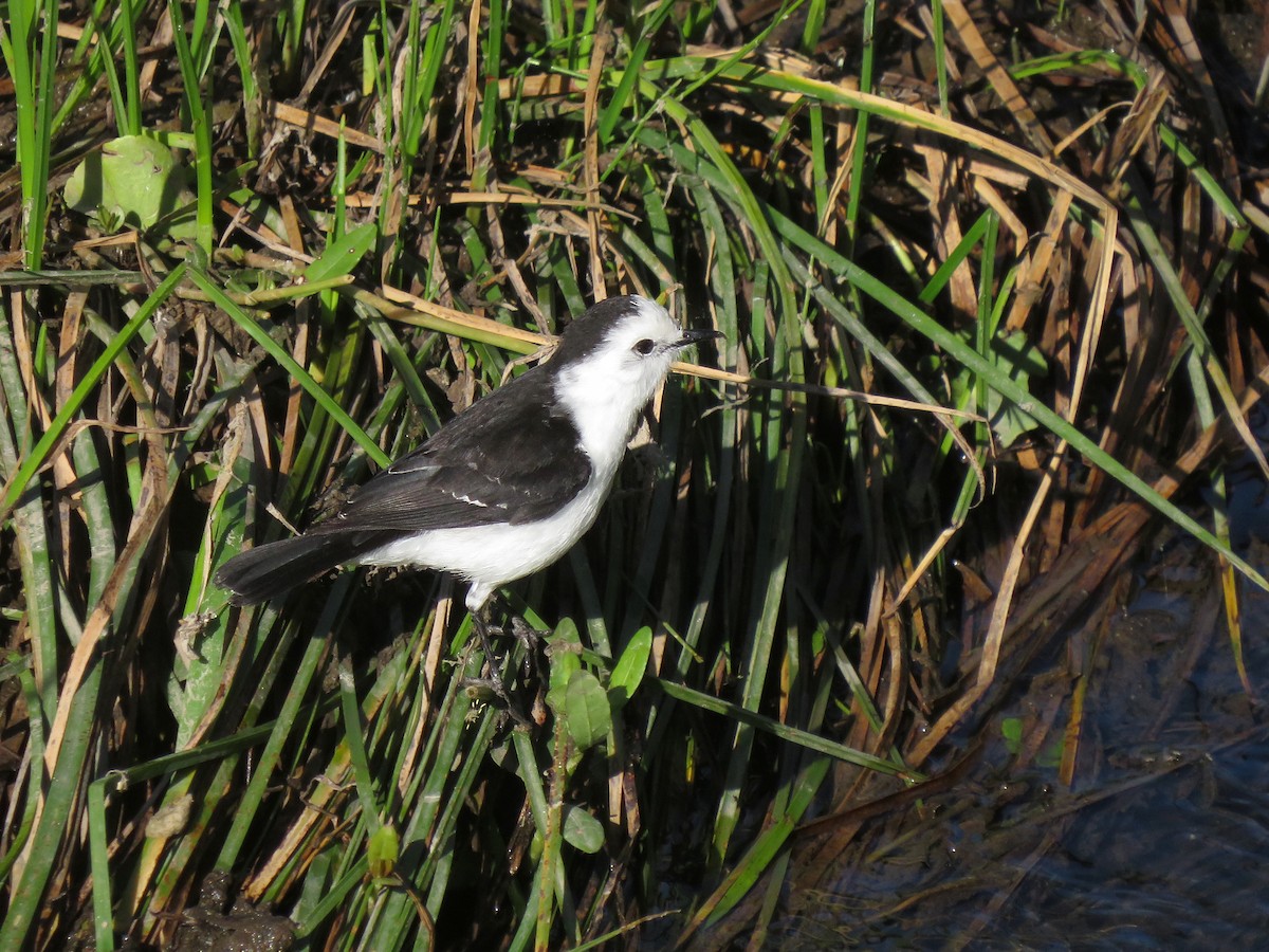 Black-backed Water-Tyrant - ML645806595