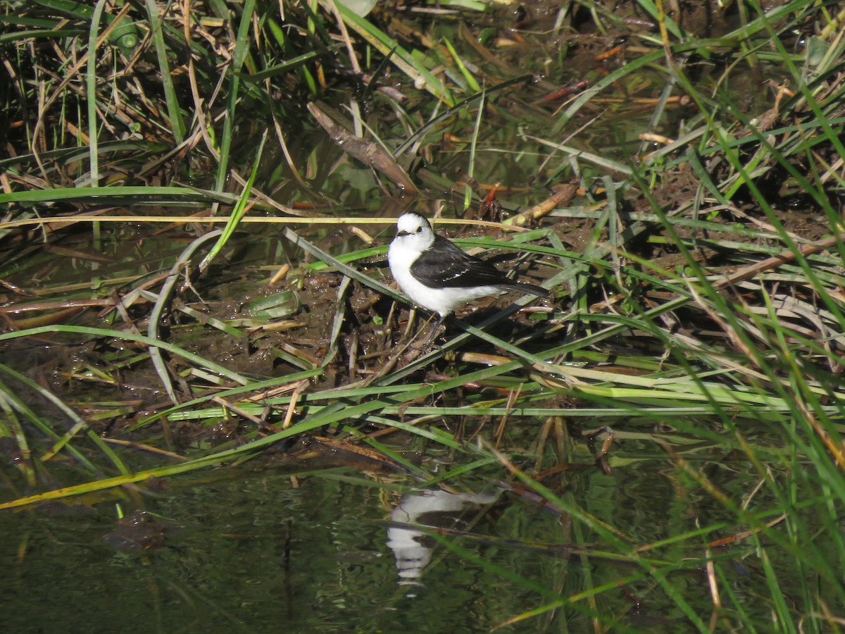 Black-backed Water-Tyrant - ML645806596