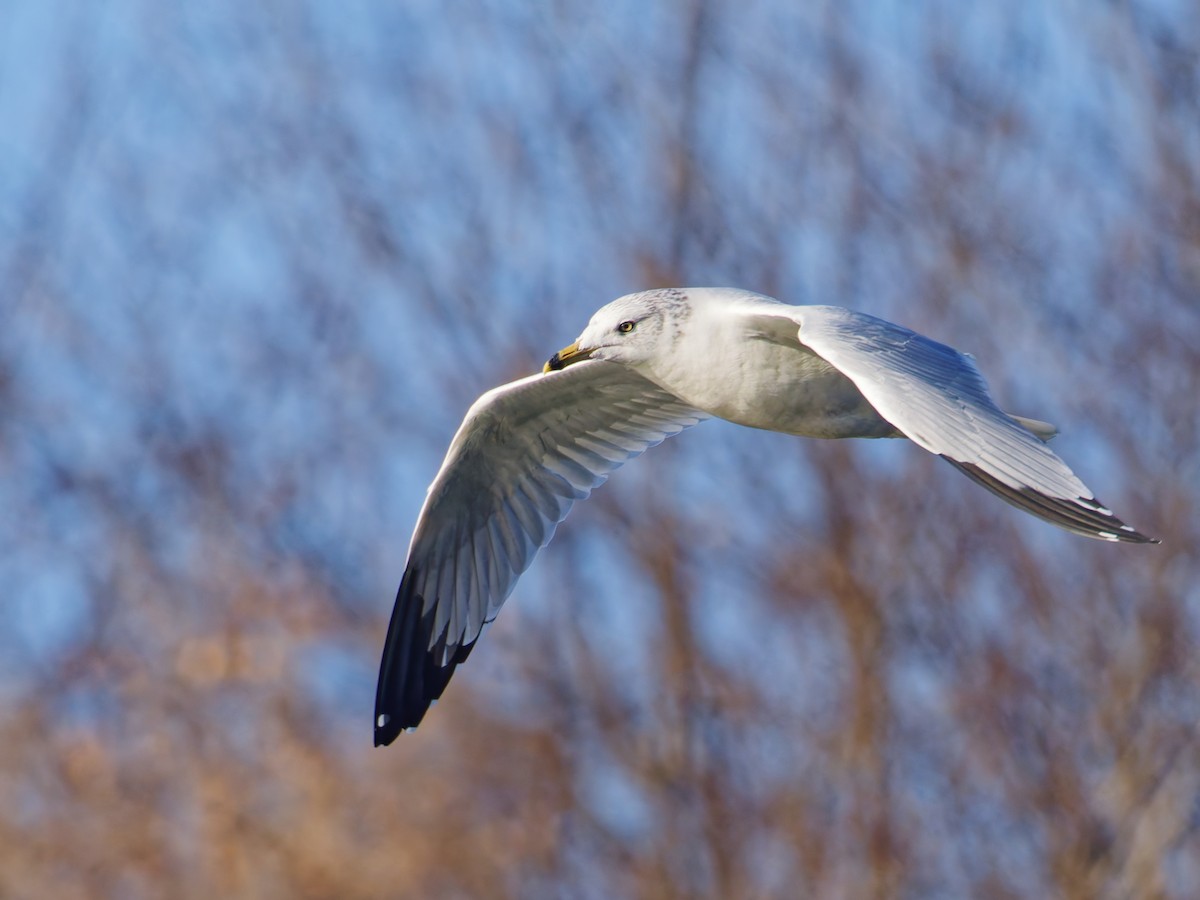 Ring-billed Gull - ML645806598