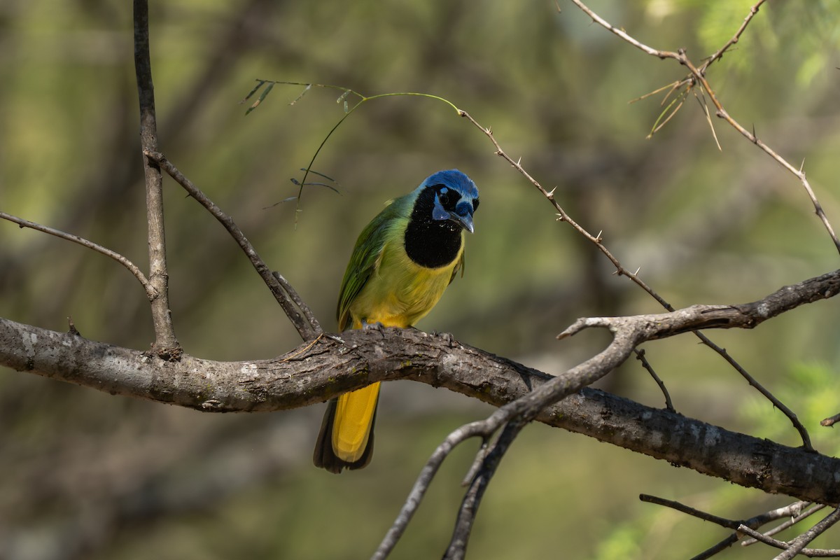 Geai vert - ML645806599