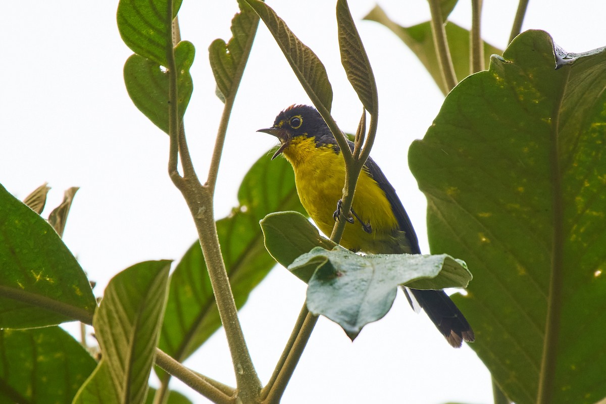 Spectacled Redstart - ML645806600