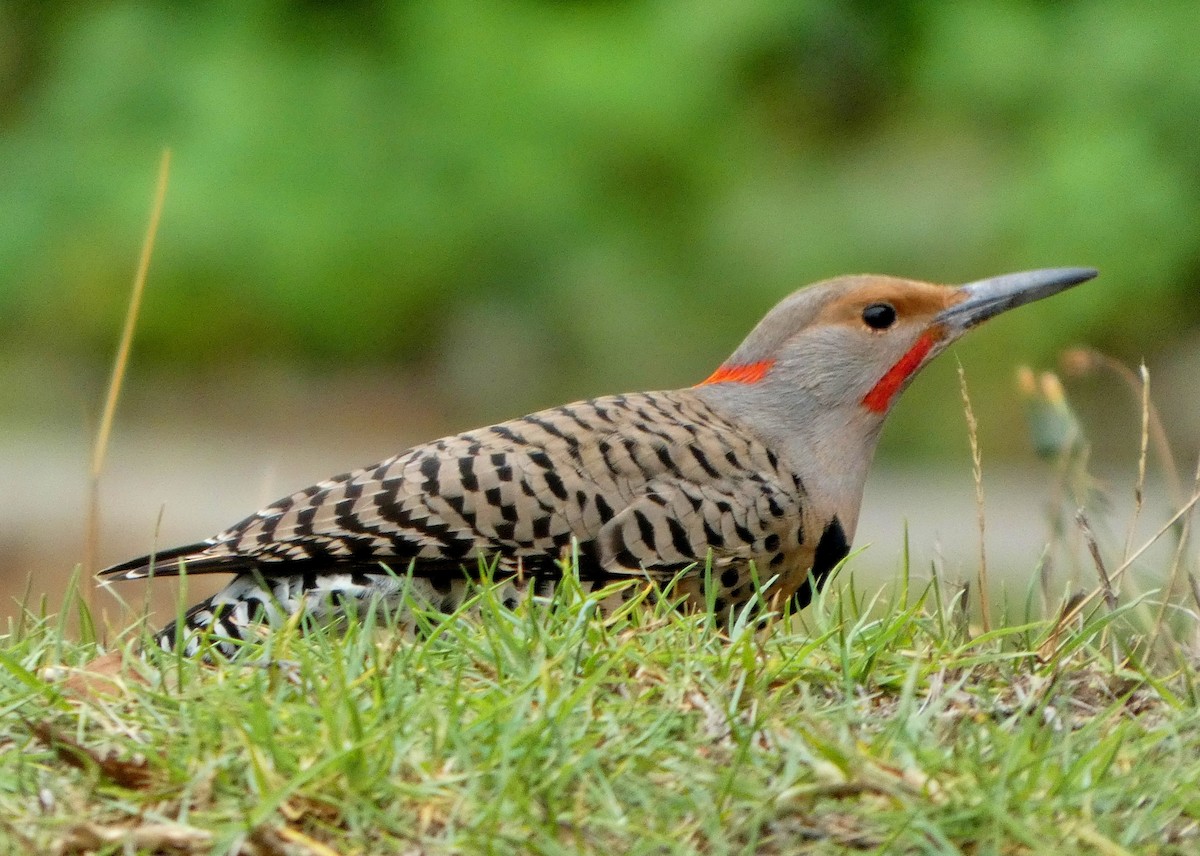 Northern Flicker (Yellow-shafted x Red-shafted) - ML645806601