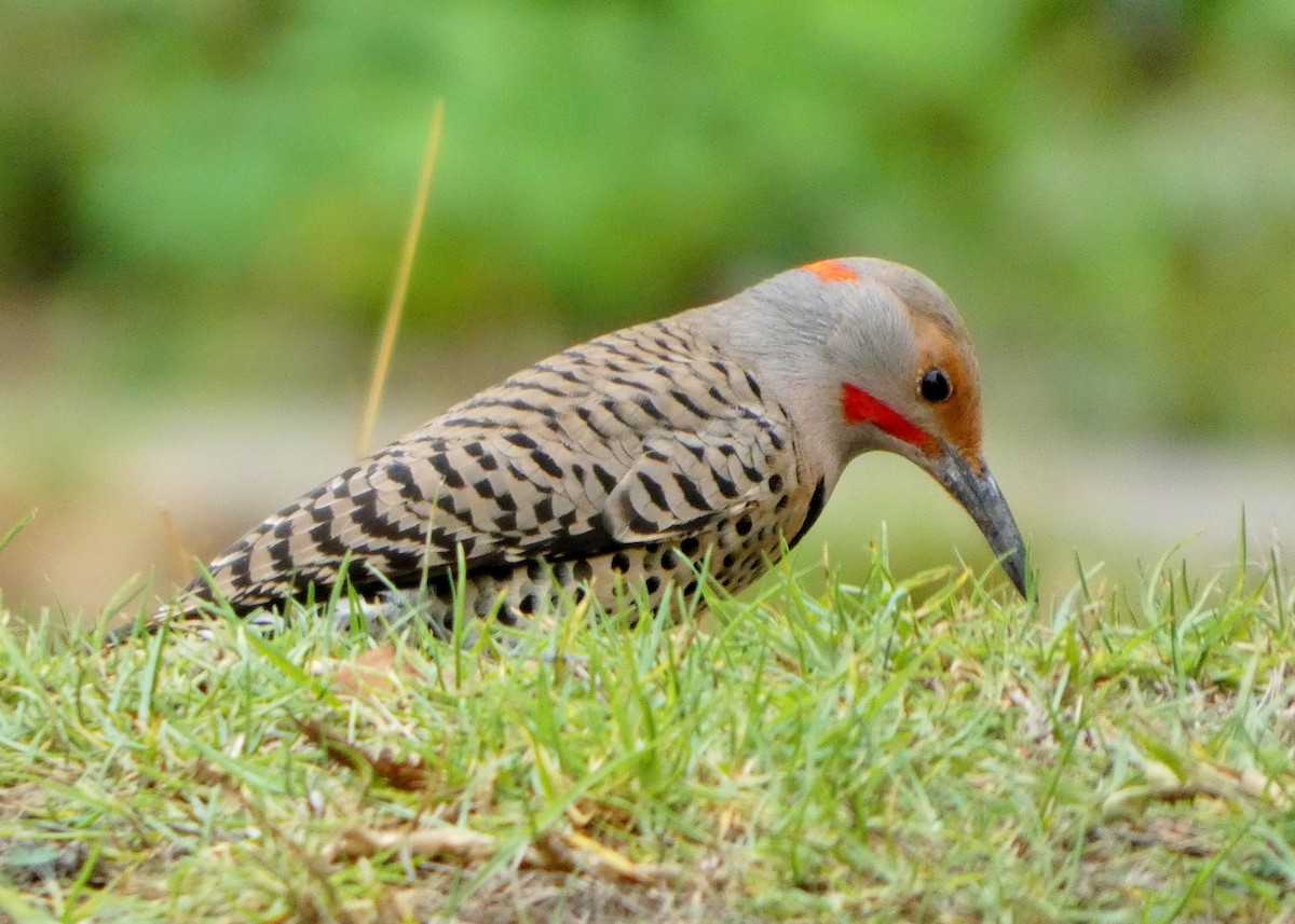Northern Flicker (Yellow-shafted x Red-shafted) - ML645806602