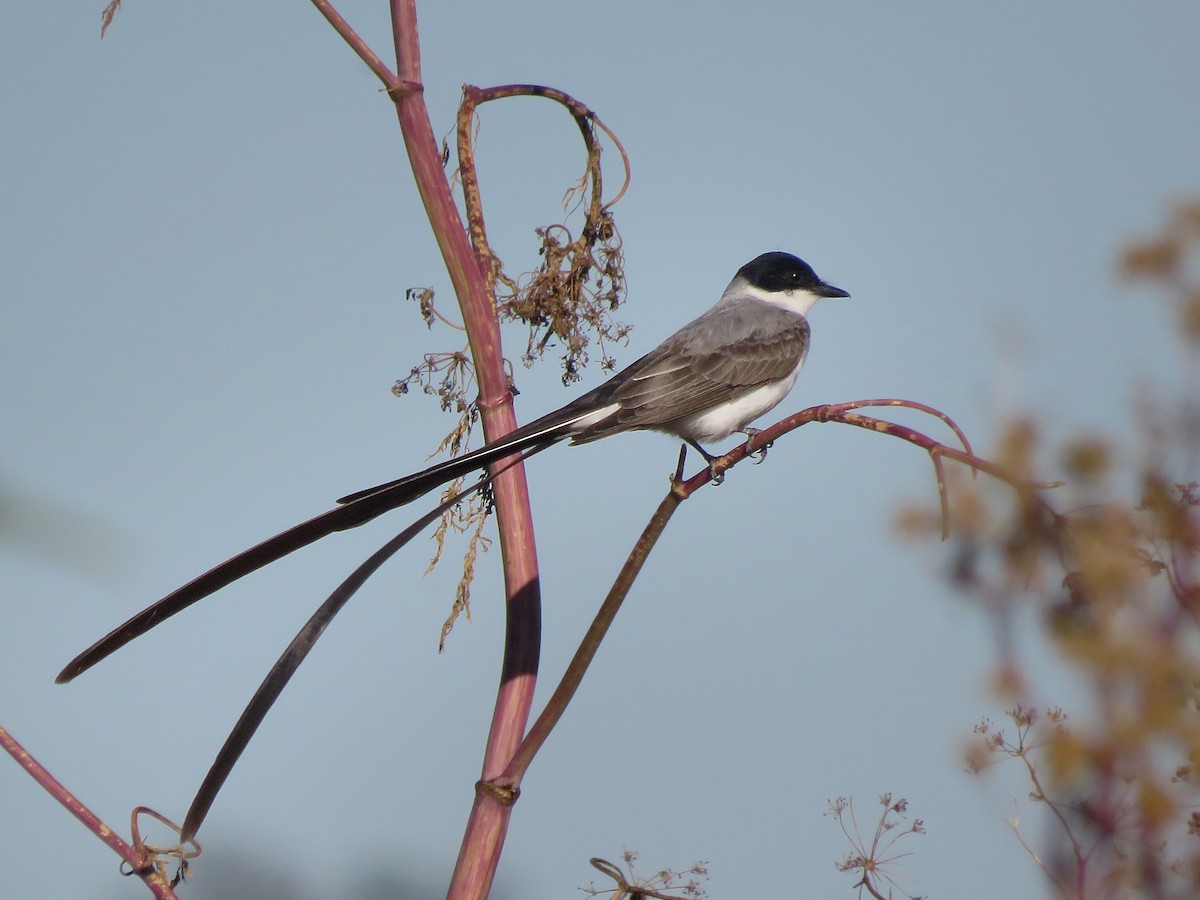 Fork-tailed Flycatcher - ML645806603
