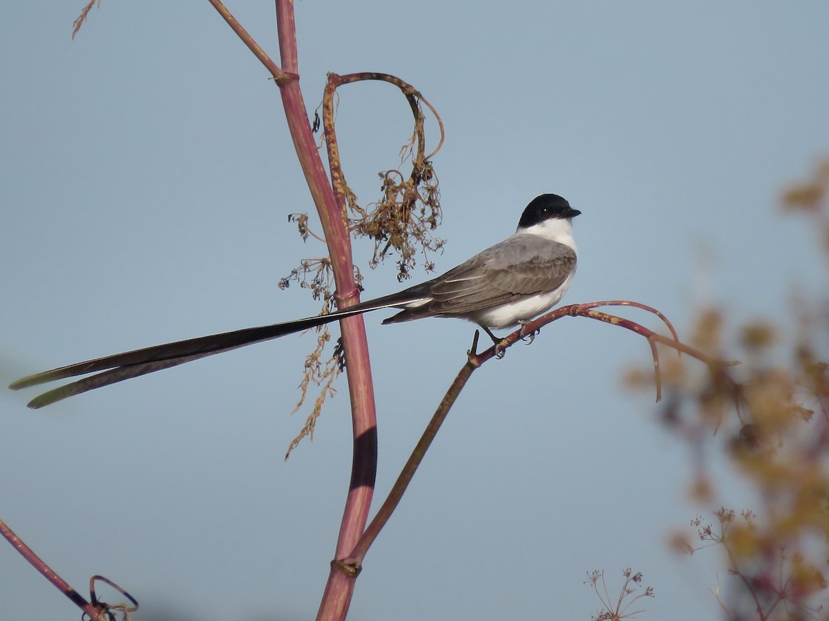 Fork-tailed Flycatcher - ML645806604