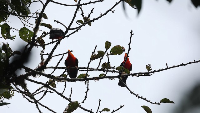 And Horoz Kotingası - ML645806605