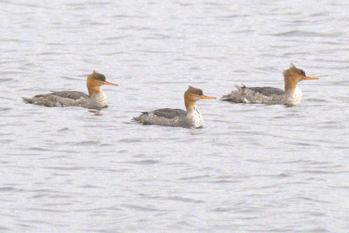 紅胸秋沙 - ML645806606