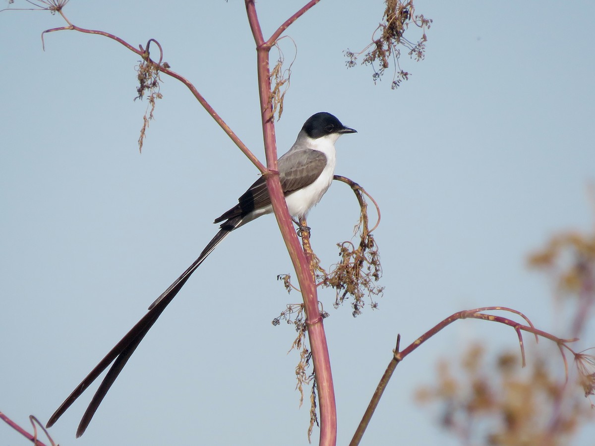 Fork-tailed Flycatcher - ML645806607