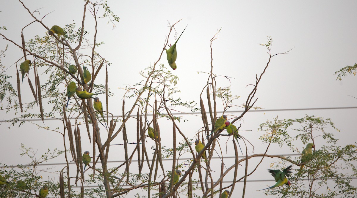 コセイインコ - ML645806610