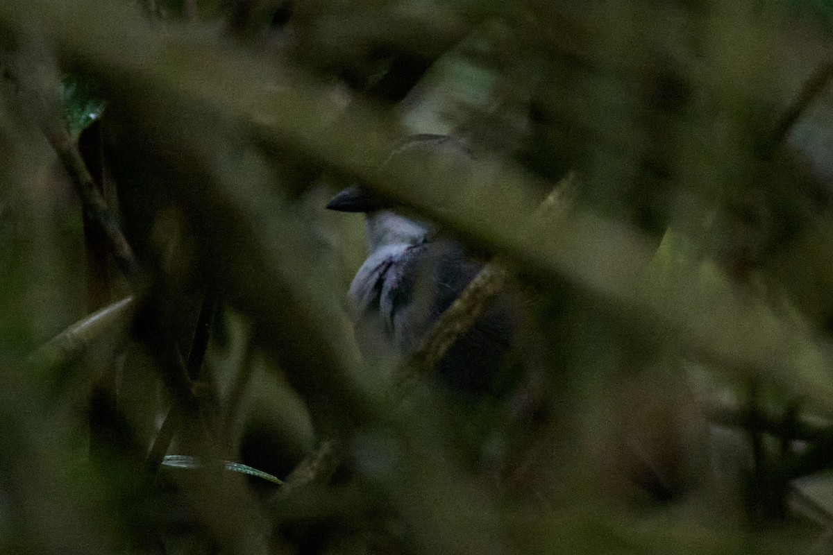 Gray-browed Brushfinch - ML645806611