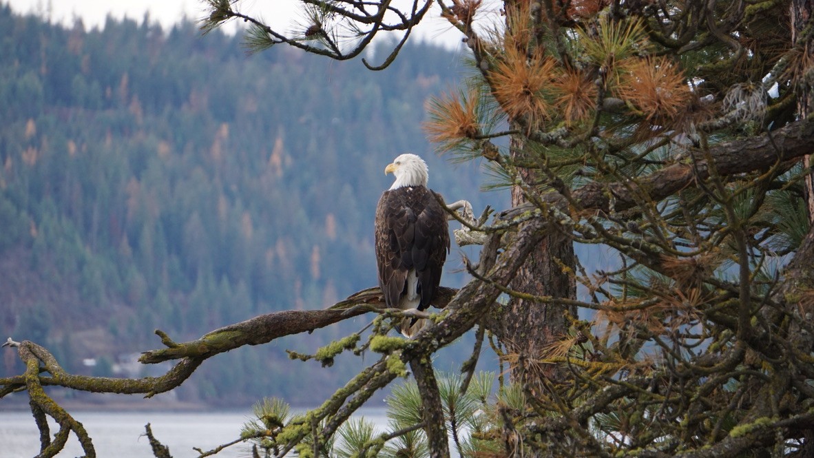 Pigargo Americano - ML645806614