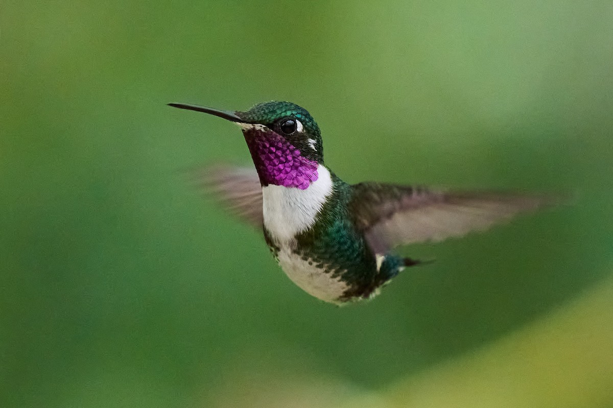 hvitbukkolibri - ML645806623