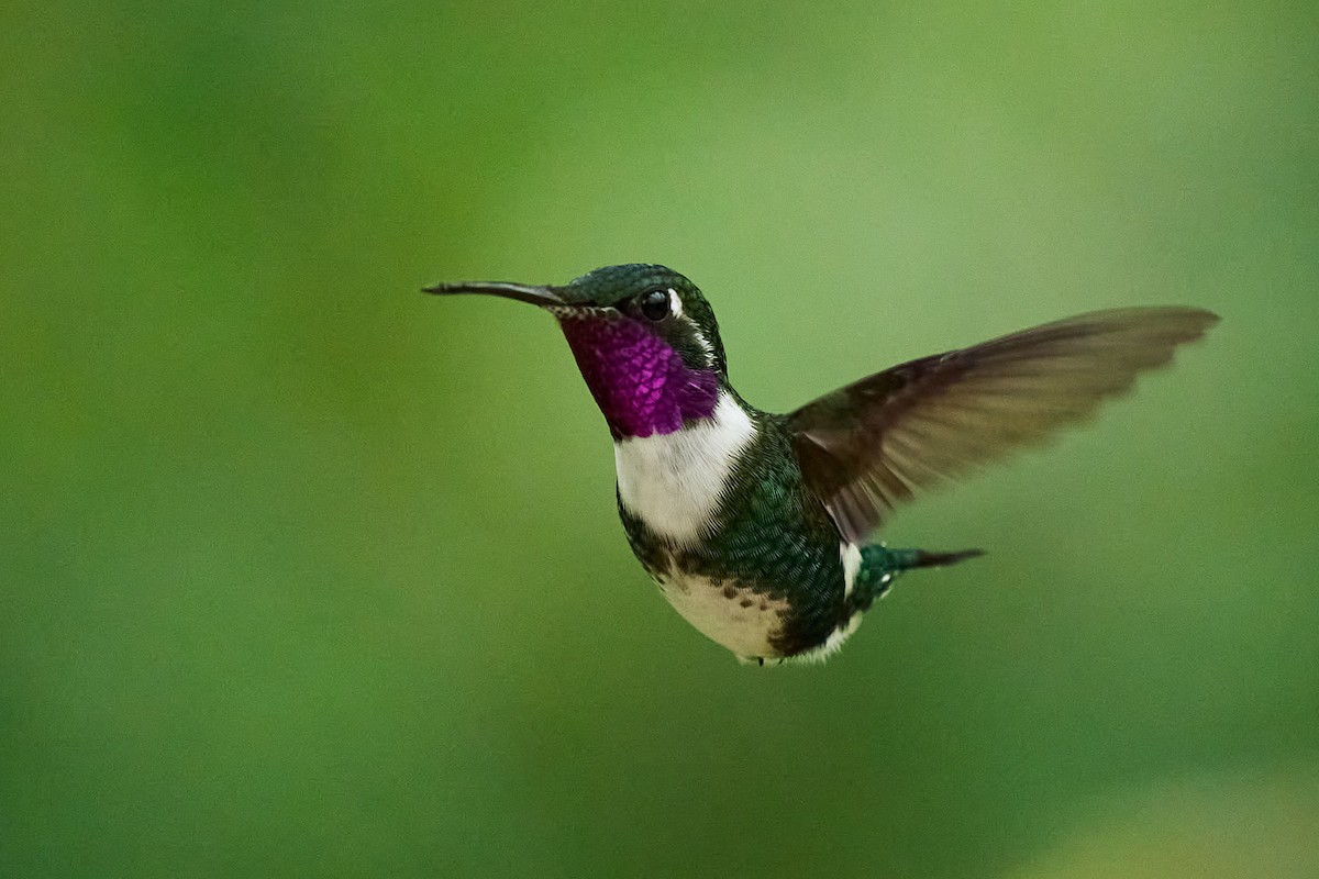 hvitbukkolibri - ML645806625