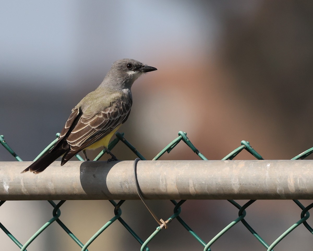 Cassin's Kingbird - ML645806629