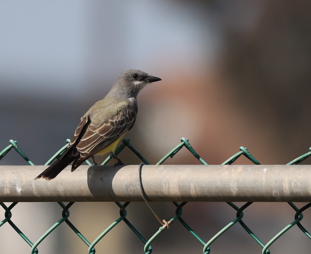 Cassin's Kingbird - ML645806630