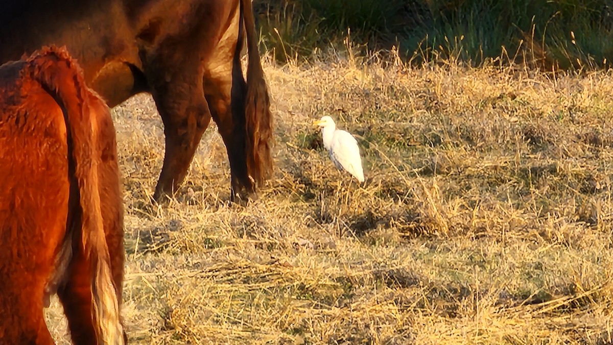 Western Cattle-Egret - ML645806646