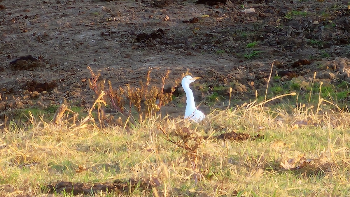 Western Cattle-Egret - ML645806647