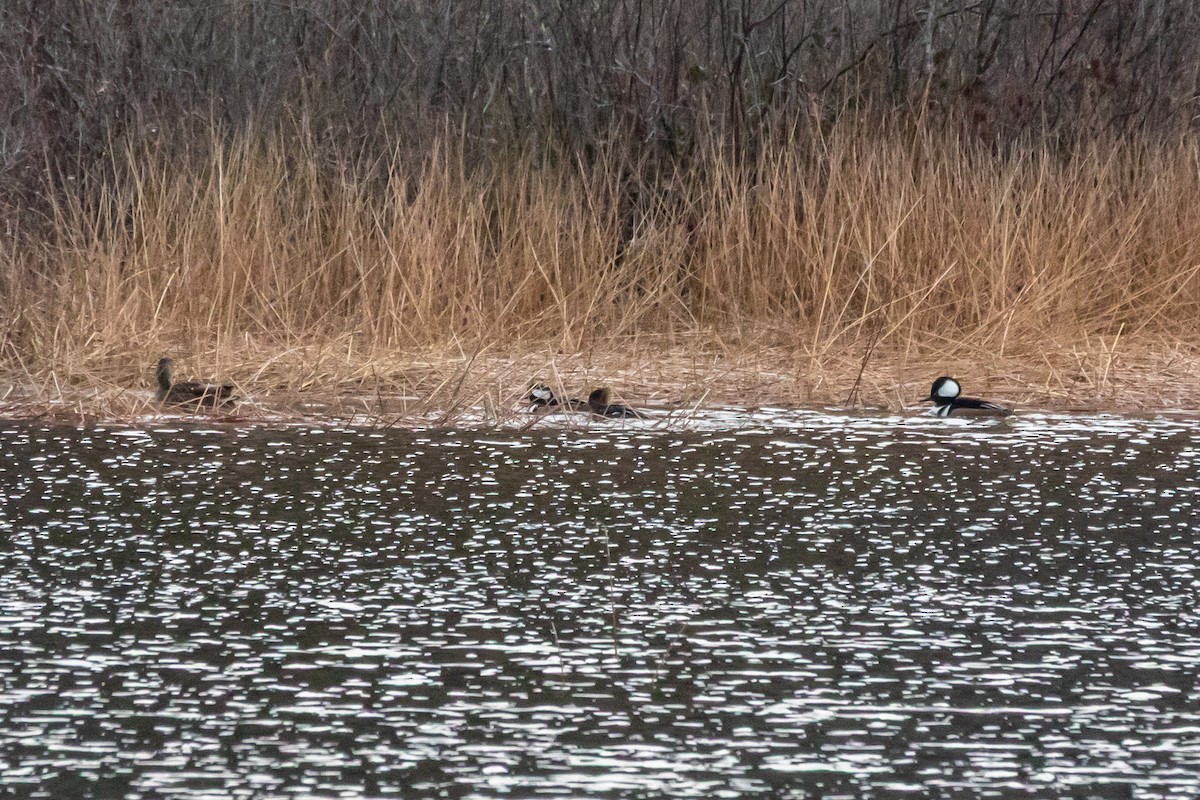 Hooded Merganser - ML645806651