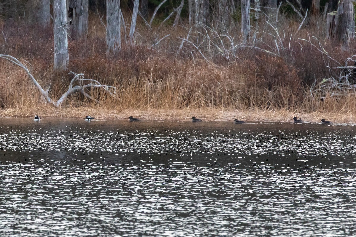 Hooded Merganser - ML645806652