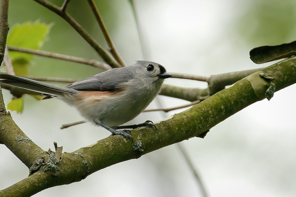 Tufted Titmouse - ML645806654