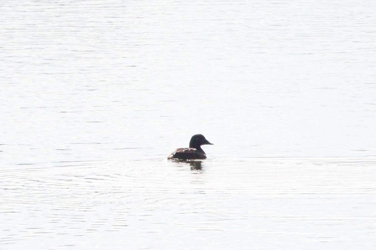 White-winged Scoter - ML645806655